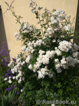 Brise Parfum Brise Parfum