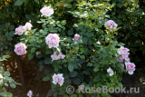 La Rose du Petit Prince La Rose du Petit Prince