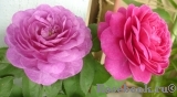 Heidi Klum Rose Heidi Klum Rose
