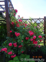 Rosarium Uetersen Rosarium Uetersen