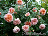 Abraham Darby Abraham Darby