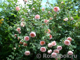 Abraham Darby