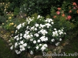 Aspirin Rose Aspirin Rose