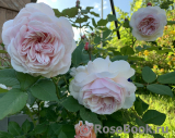 A Shropshire Lad A Shropshire Lad