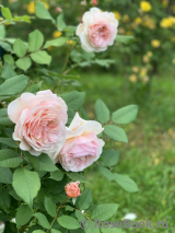 A Shropshire Lad A Shropshire Lad