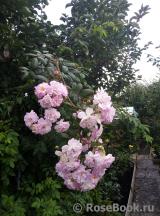 Heavenly Pink Heavenly Pink