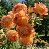 Lady of Shalott Lady of Shalott