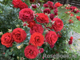 Scarlet BONICA ® Scarlet BONICA ®