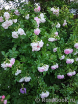 Ritausma Ritausma