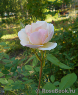 Sourire d'Orchidée Sourire d'Orchidée
