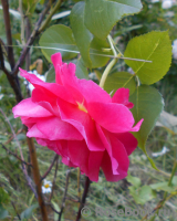Les blouses roses ® Les blouses roses ®
