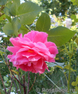 Les blouses roses ® Les blouses roses ®