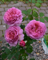Princess Alexandra of Kent Princess Alexandra of Kent