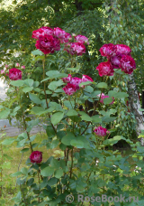 Belle de Segosa® Belle de Segosa®