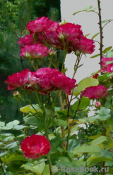 Belle de Segosa® Belle de Segosa®