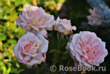 Chandos Beauty Chandos Beauty