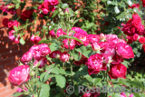 Belle de Segosa® Belle de Segosa®