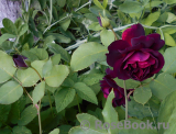 Scarman's Velvet China Scarman's Velvet China