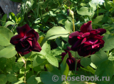 Scarman's Velvet China Scarman's Velvet China