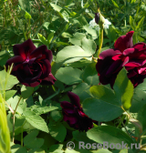 Scarman's Velvet China Scarman's Velvet China