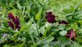 Scarman's Velvet China Scarman's Velvet China
