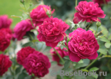 Darcey Bussell Darcey Bussell