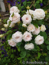 Madame Anisette ® Madame Anisette ®
