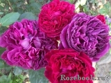 Falstaff® Falstaff®