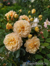 Sangerhauser Jubilaumsrose Sangerhauser Jubilaumsrose
