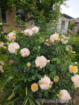 Sangerhauser Jubilaumsrose Sangerhauser Jubilaumsrose