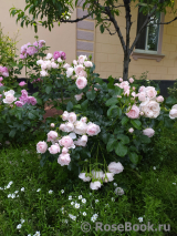 Hans Gonewein Rose Hans Gonewein Rose