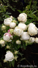White Morsdag White Morsdag