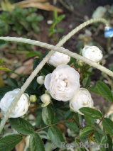 White Morsdag White Morsdag