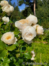 Uetersener Klosterrose Uetersener Klosterrose