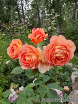 Lady of Shalott Lady of Shalott