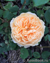 Crown Princess Margareta® Crown Princess Margareta®