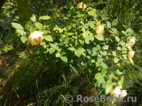 Indian Summer- Indian Summer-