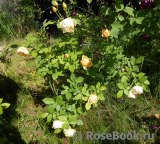 Indian Summer- Indian Summer-