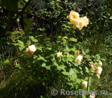 Indian Summer- Indian Summer-