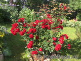 Roter Korsar Roter Korsar
