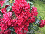 Roter Korsar Roter Korsar