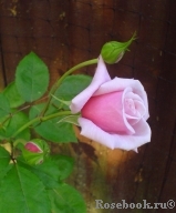 Blossomtime Blossomtime