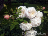 Crocus Rose® Crocus Rose®