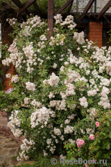 Brise Parfum Brise Parfum