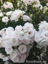 Aspirin Rose Aspirin Rose
