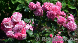 Rosarium Uetersen Rosarium Uetersen