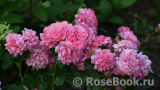 Rosarium Uetersen Rosarium Uetersen
