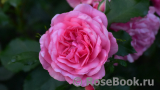 Rosarium Uetersen Rosarium Uetersen