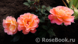 Rosemary Harkness 