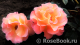 Rosemary Harkness 